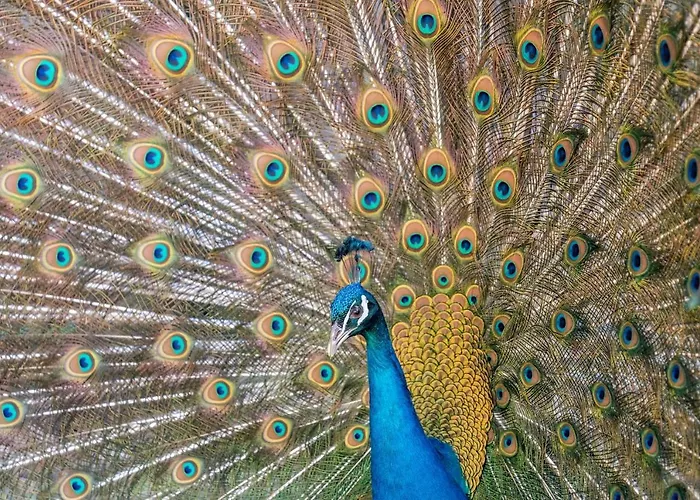 Hazlewood Castle & *